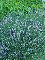 Praxis Stürzbecher, Phytotherapie